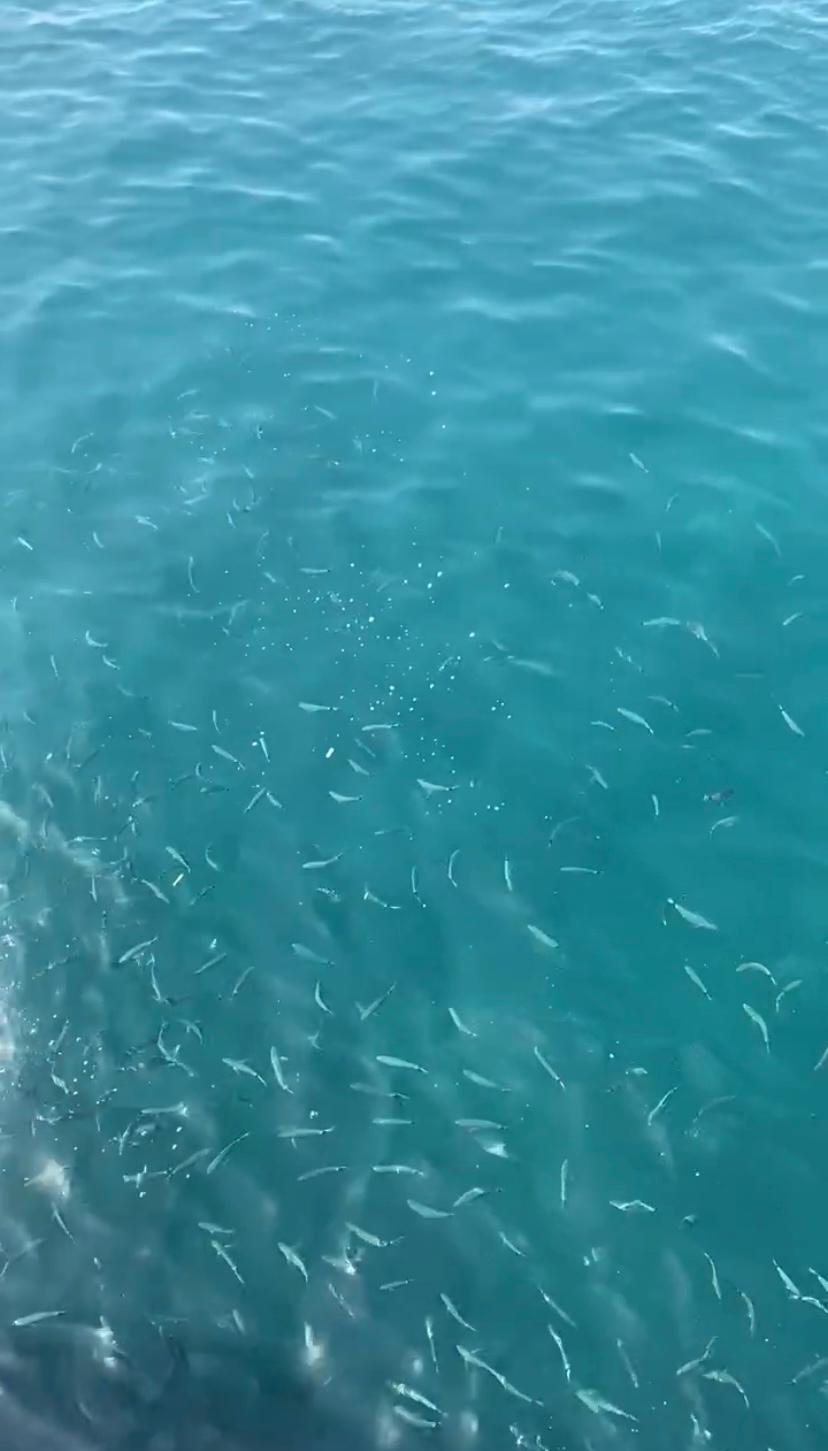 WhatsApp Image 2026 04 29 at 13.52.52 1