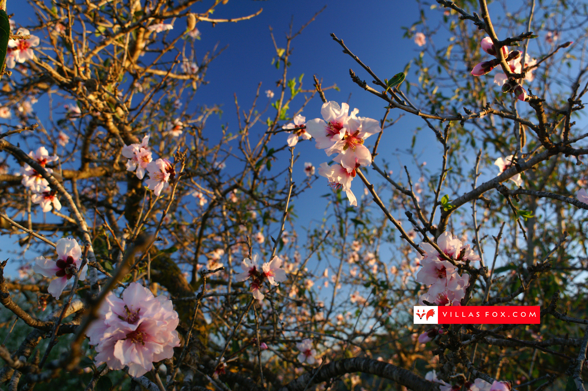 Generic stock photograph (San Miguel de Salinas and Orihuela Costa)-007 Generic stock photograph (San Miguel de Salinas and Orihuela Costa)-007