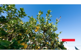 62-Villas Mar_ villa for sale, Las Comunicaciones, San Miguel de Salinas-69