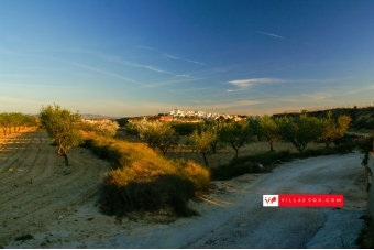 San Miguel de Salinas almendros almond tree blossom flores-1