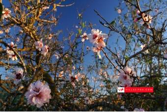 San Miguel de Salinas almendros almond tree blossom flores-2