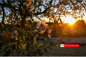 Best selection of properties in San Miguel de Salinas and Orihuela Costa by Villas Fox-004