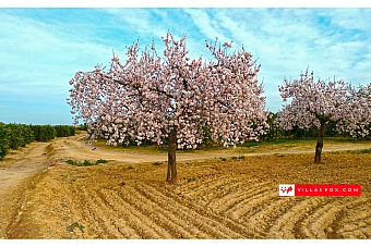 Generic stock photograph (San Miguel de Salinas and Orihuela Costa)-157