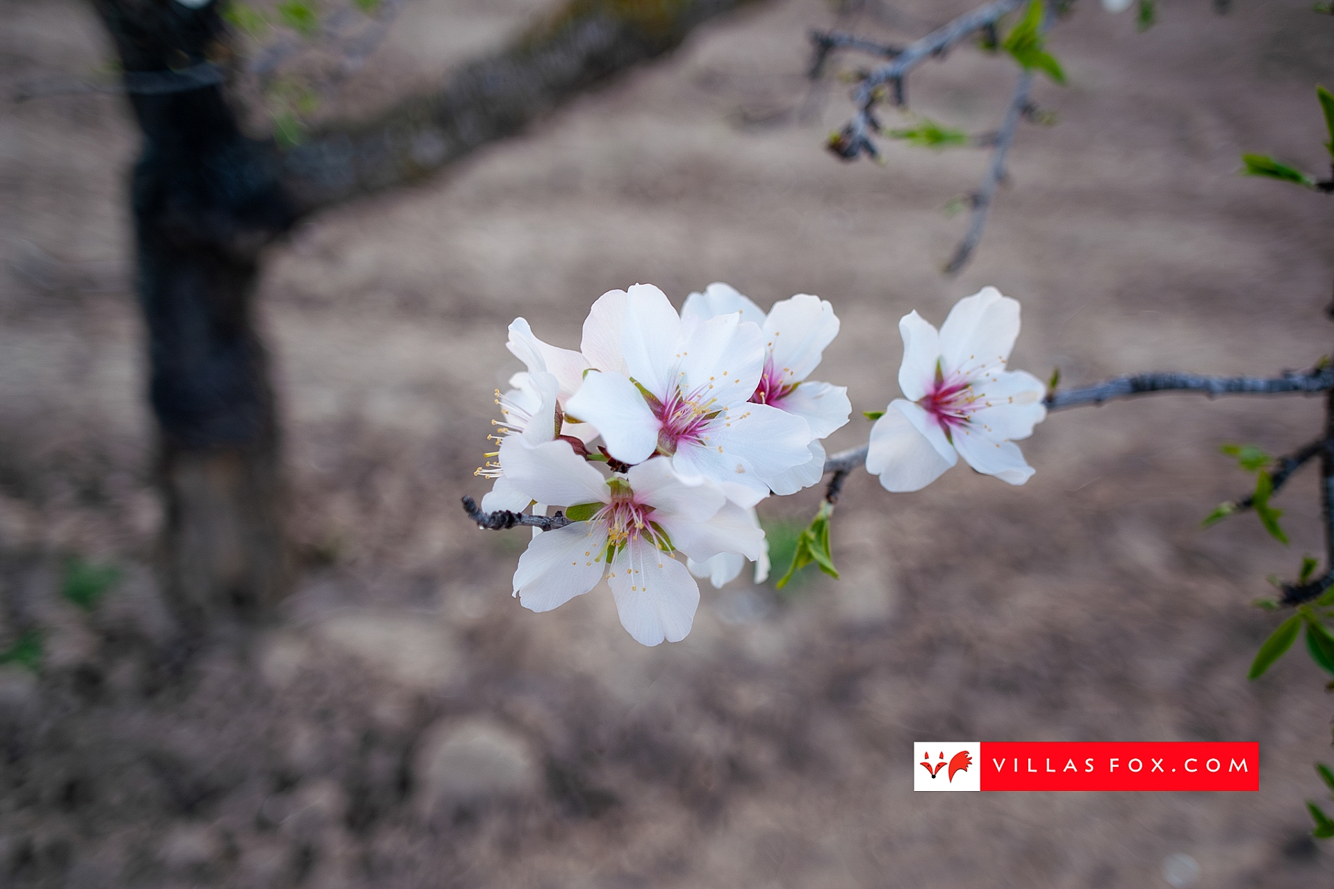 Stock photo San Miguel de Salinas Orihuela Costa-010