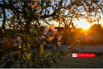 Generic stock photograph (San Miguel de Salinas and Orihuela Costa)-009 Generic stock photograph (San Miguel de Salinas and Orihuela Costa)-009