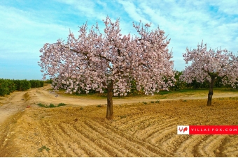 22-almendro_large_1800 22-almendro_large_1800