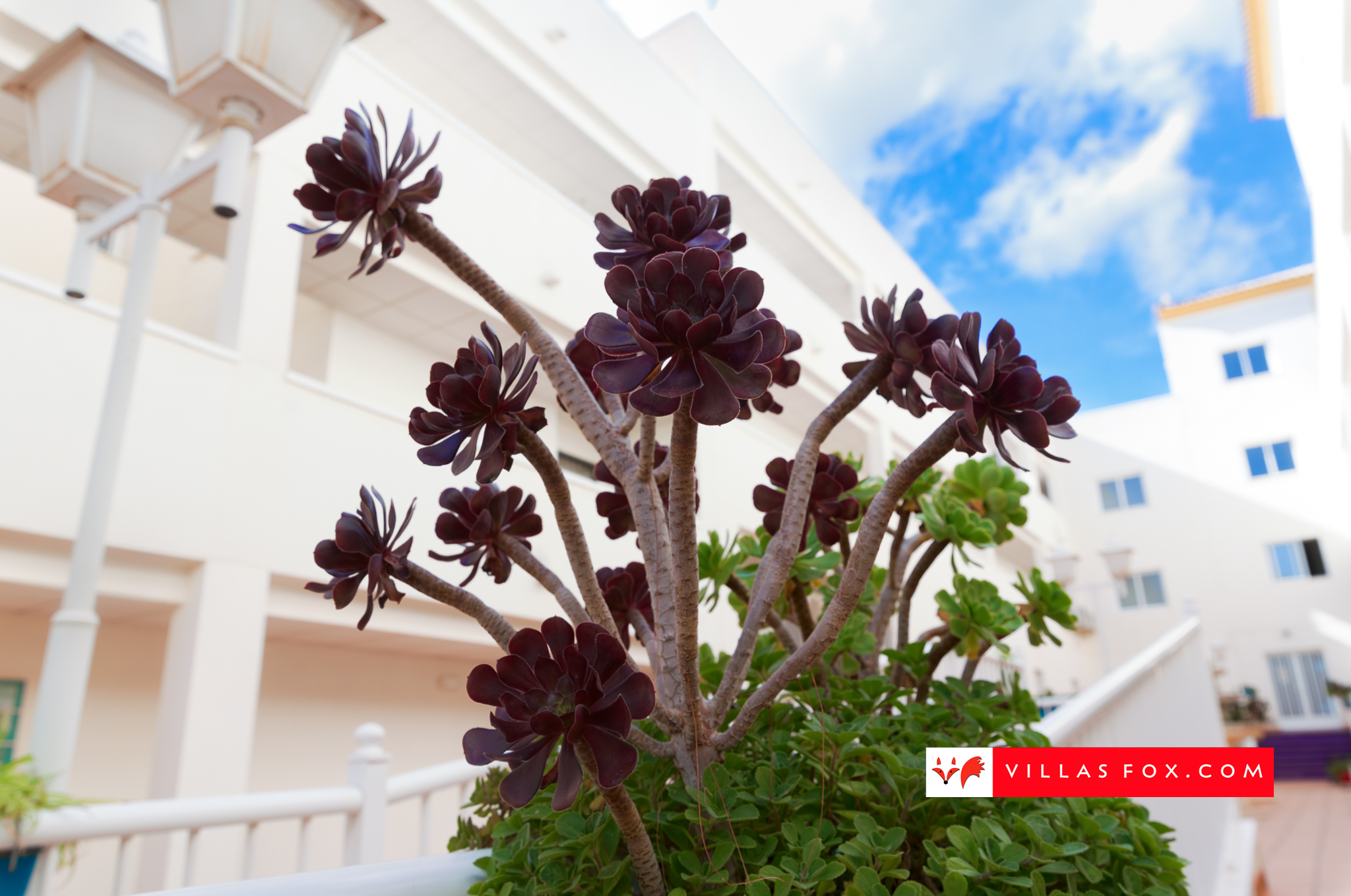 Costa Paraiso II apartment for sale San Miguel de Salinas-69