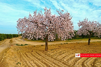 43-almendro_large_1800