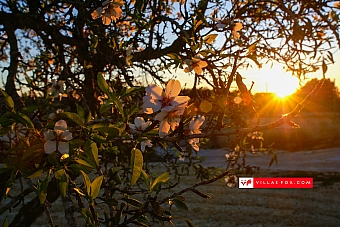Generic stock photograph (San Miguel de Salinas and Orihuela Costa)-009
