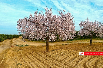 Stock photograph San Miguel de Salinas Orihuela Costa (c) Villas Fox S.L.-157