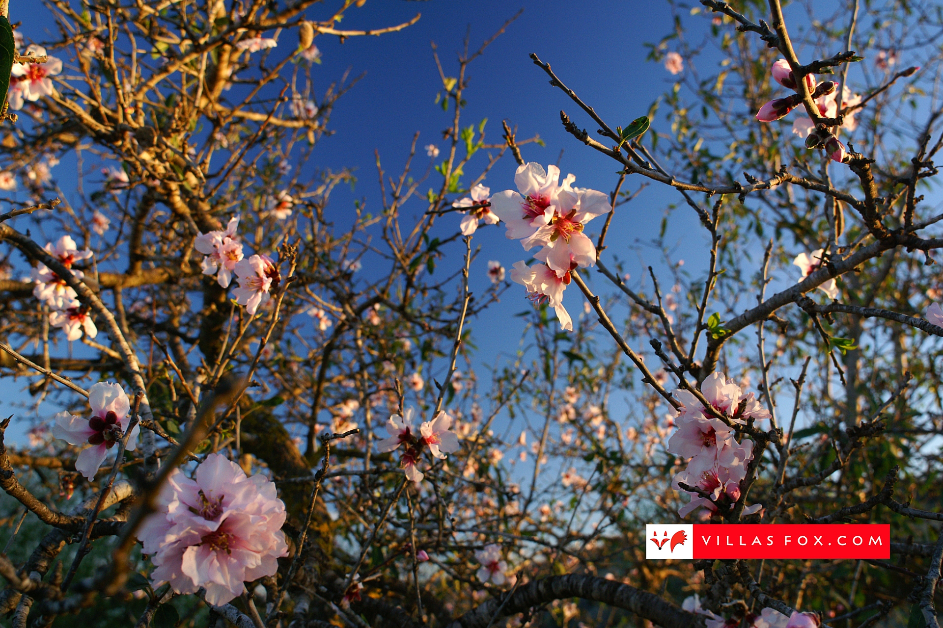Stock photo San Miguel de Salinas Orihuela Costa-009