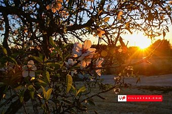 Stock photo San Miguel de Salinas Orihuela Costa-011