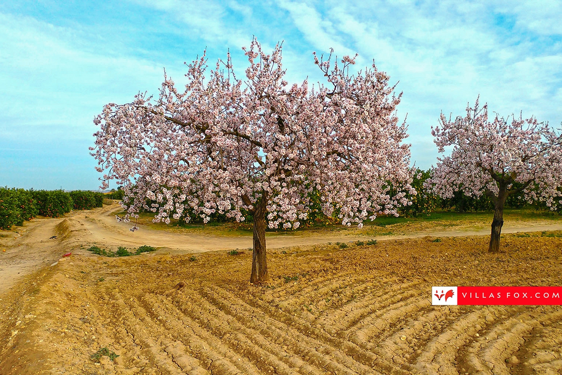 Generic stock photograph (San Miguel de Salinas and Orihuela Costa)-157 - copia