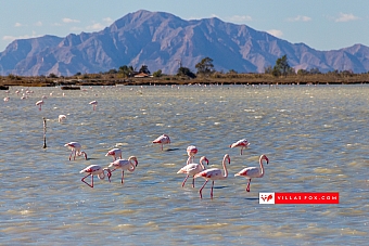 flamingoes-salt-lake-alicante-costa-blanca-villas-fox